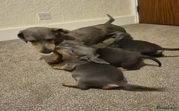 Dachshund dogs for sale: Beautiful dachshund puppies - Image 2