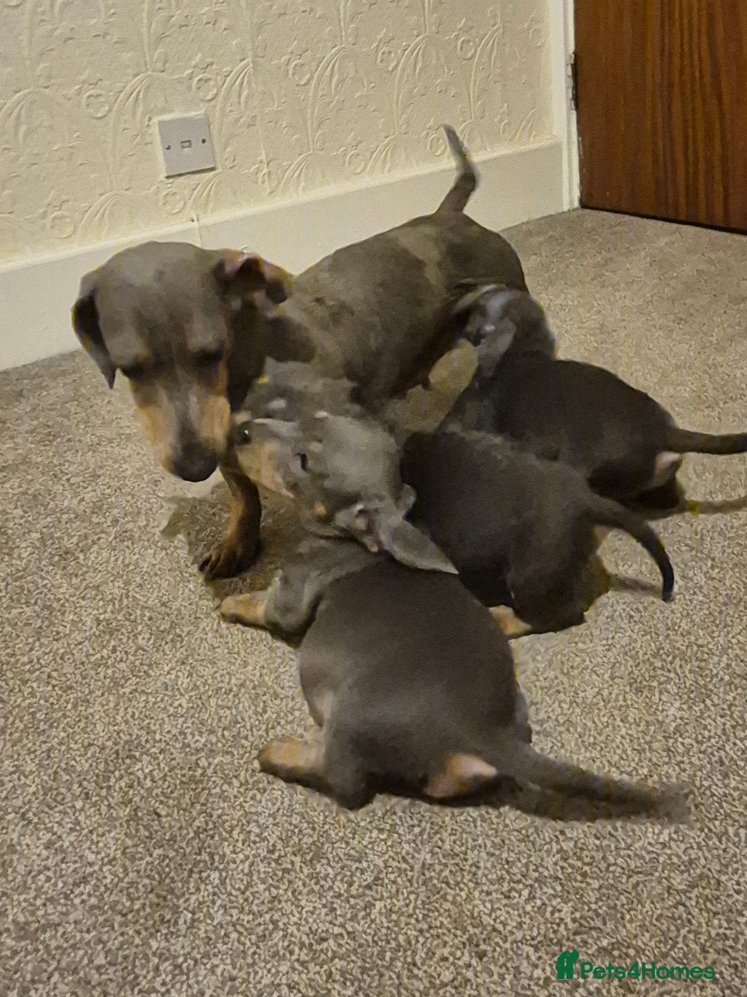Dachshund dogs for sale: Beautiful dachshund puppies - Image 2