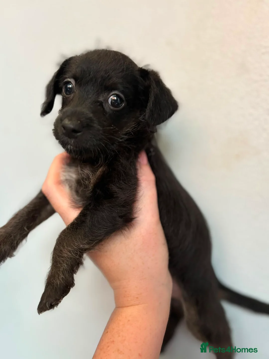 Jackapoo dogs for sale: Gorgeous Tiny Jackapoo’s - Advert 8