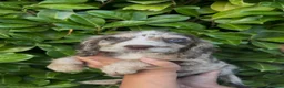 Cocker Spaniel dogs for sale: Cocker spaniel puppies  in Cambridge - Advert 10