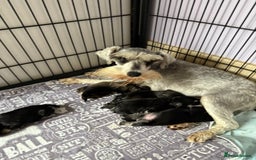 Miniature Schnauzer dogs for sale: Miniature schnauzers pups - Image 3