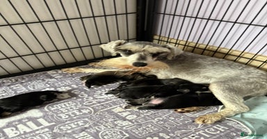 Miniature Schnauzer dogs - Advert 9