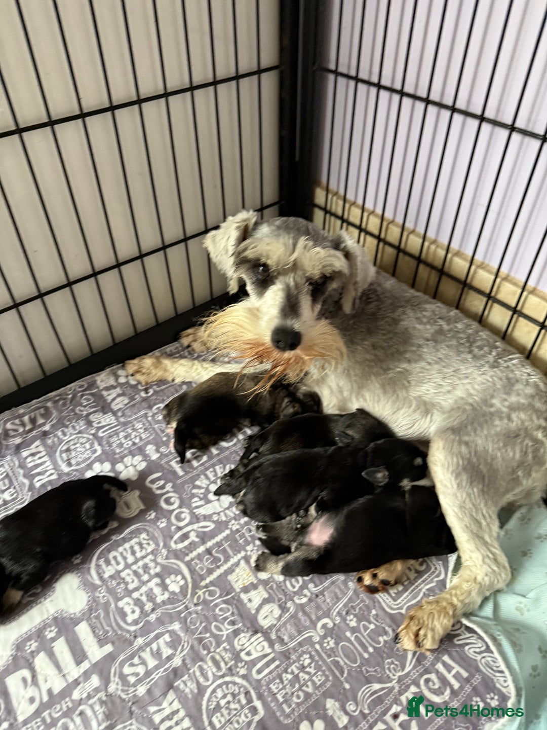 Miniature Schnauzer dogs for sale: Miniature schnauzers pups - Image 3