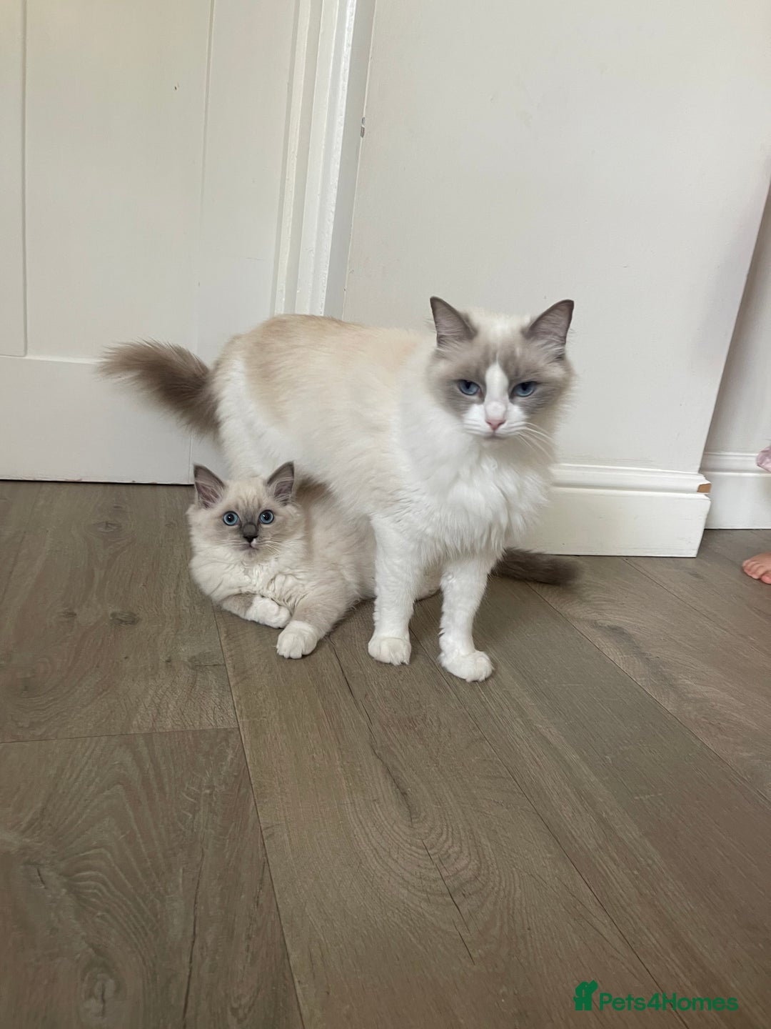 Ragdoll cats for sale: Female kitten become available! Pure Ragdoll in Derby - Image 1