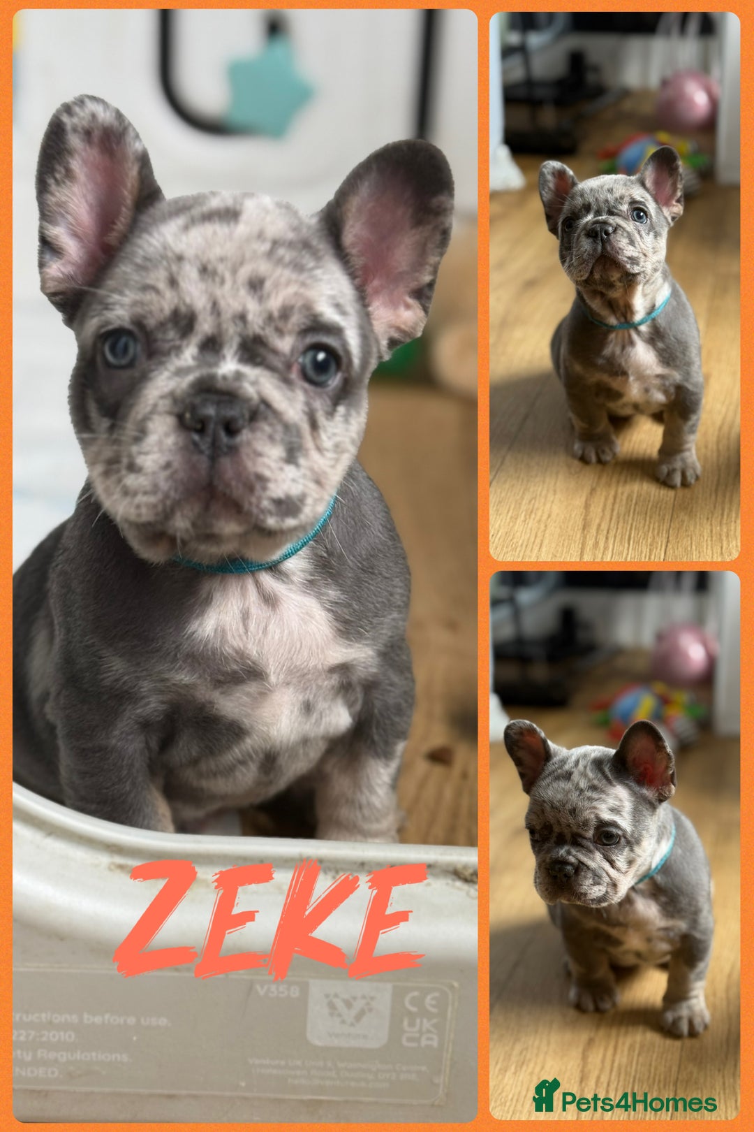 French Bulldog dogs for sale: ⭐️DWKC FLUFFY & FLUFFY CARRIER FRENCHIE PUPPIES ⭐️ in Driffield - Image 7