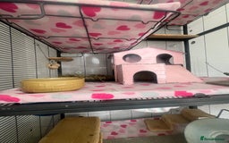 Chinchilla rodents for sale: 2 Female Chinchillas and Full set up!  - Image 4