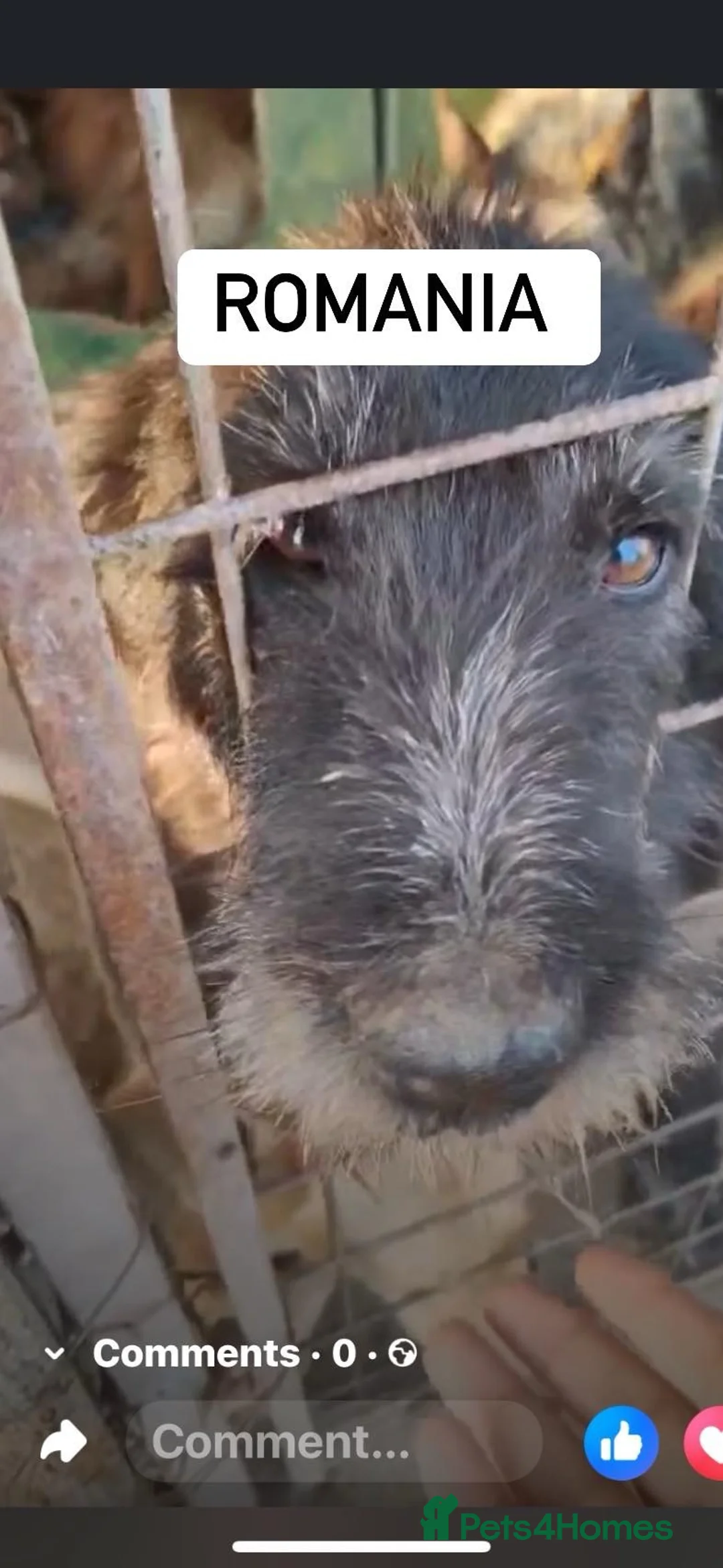 Mixed Breed dogs for adoption: Archie Senior - Advert 4