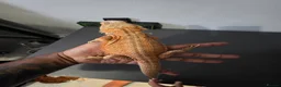 Bearded Dragon reptiles for sale: Bearded Dragon in Corby - Advert 1