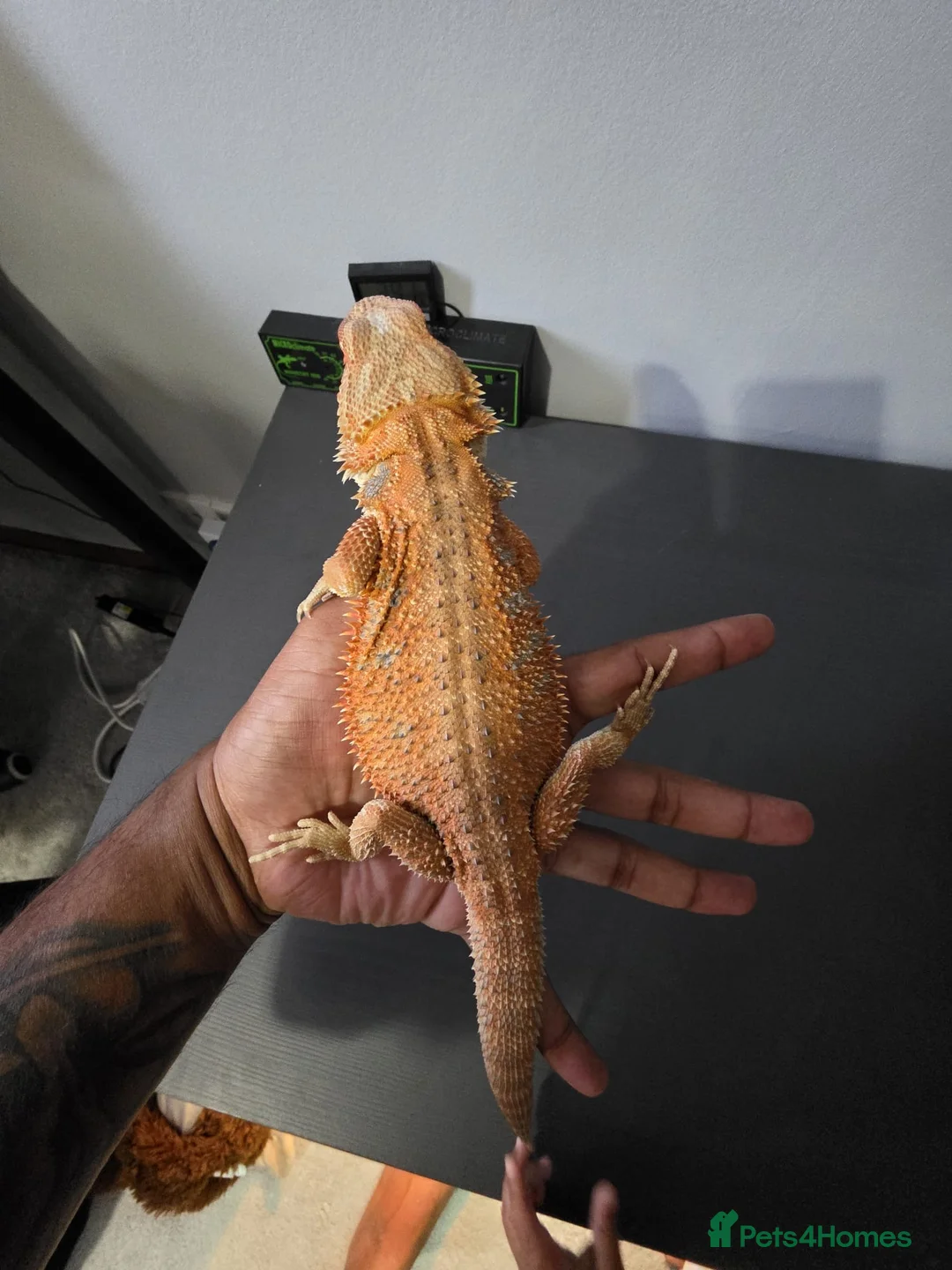 Bearded Dragon reptiles for sale: Bearded Dragon in Corby - Advert 1