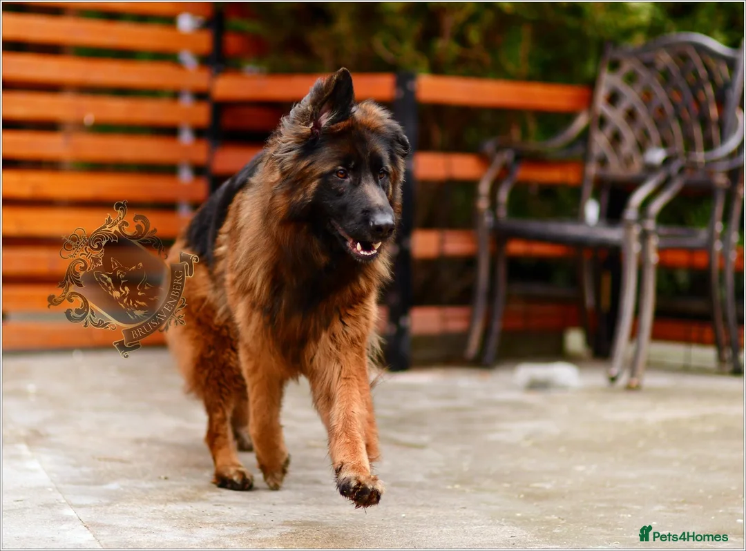 German Shepherd dogs for sale: Very Special Longhaired German Shepherd Girl - Advert 2