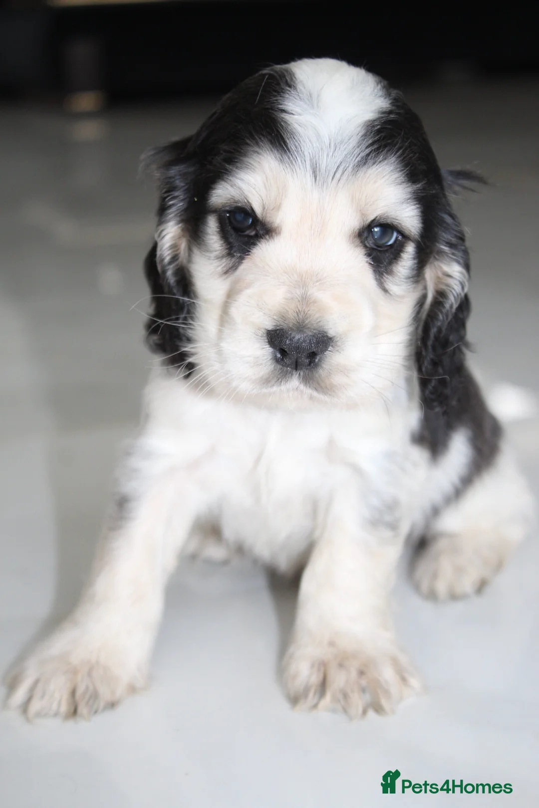 Cocker Spaniel dogs for sale: Super Cute little boys ready in a few days! - Advert 10