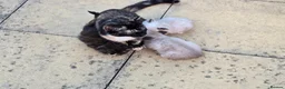 Domestic Shorthair cats for sale: Beautiful Litter of 8 Kittens –5 Females & 3 Males - Advert 3
