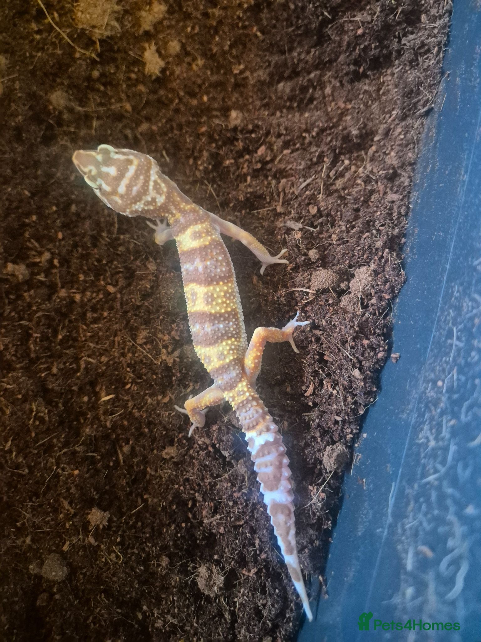 Mixed Breed reptiles Ball python for sale and Leopard Geckos  - Advert 17