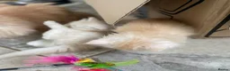 Persian cats for sale: Persian kittens in Rugby - Advert 4