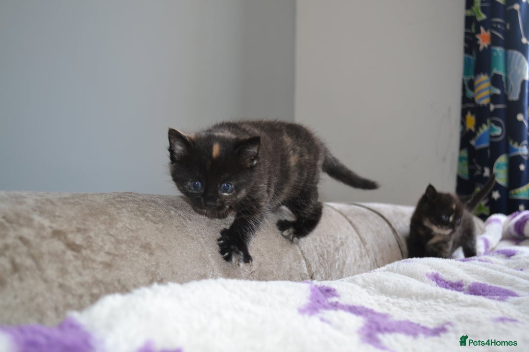 Domestic Shorthair cats for sale: 2 Male Long Hair Kittens - Image 2