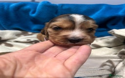 Cocker Spaniel dogs for sale: Cocker spaniel puppies for sale - Advert 12