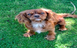 Cavalier King Charles Spaniel dogs for sale: Kc reg chocolate health tested parents  in Holyhead - Image 3