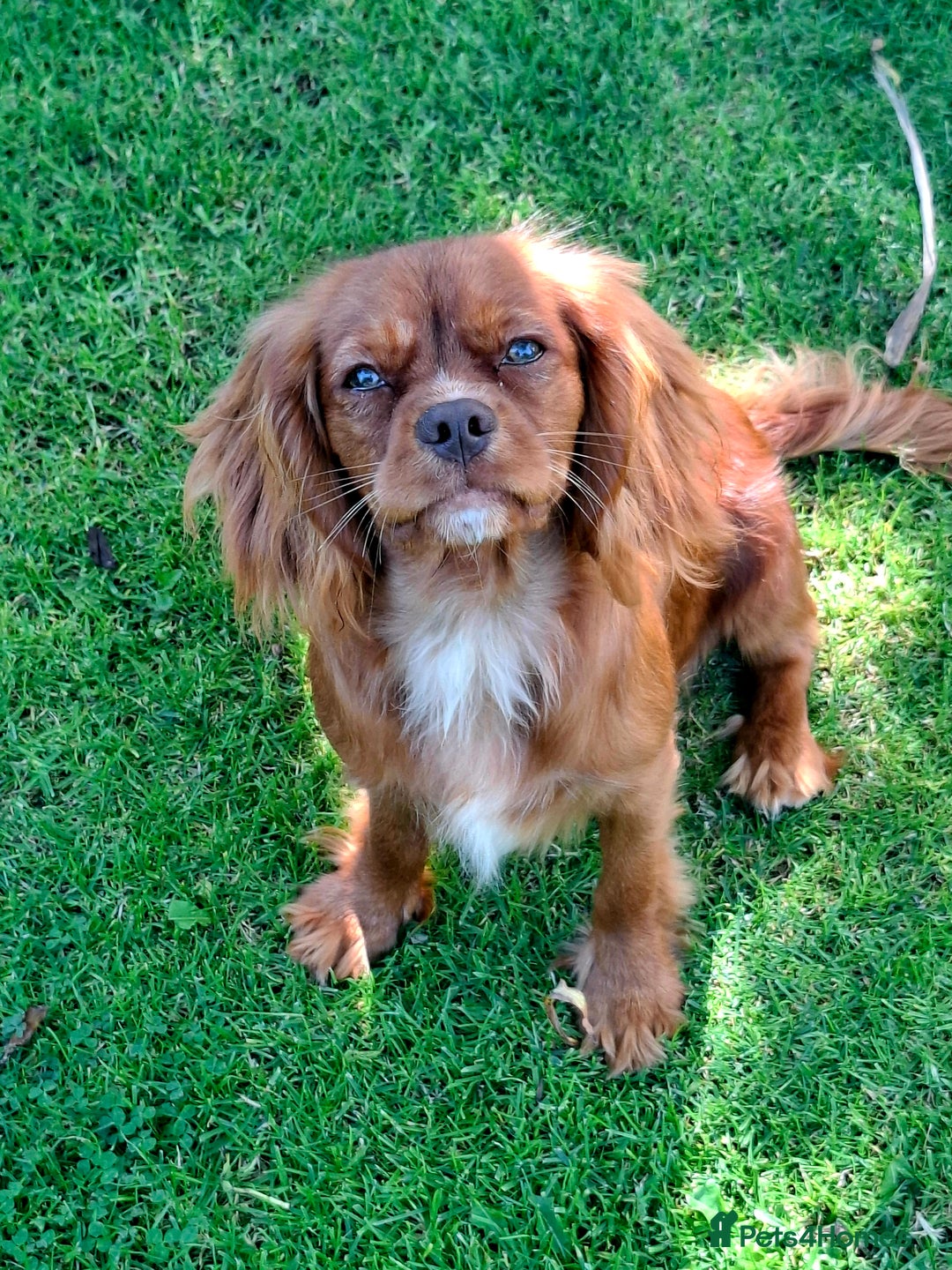 Cavalier King Charles Spaniel dogs for sale: Kc reg chocolate health tested parents  in Holyhead - Image 3