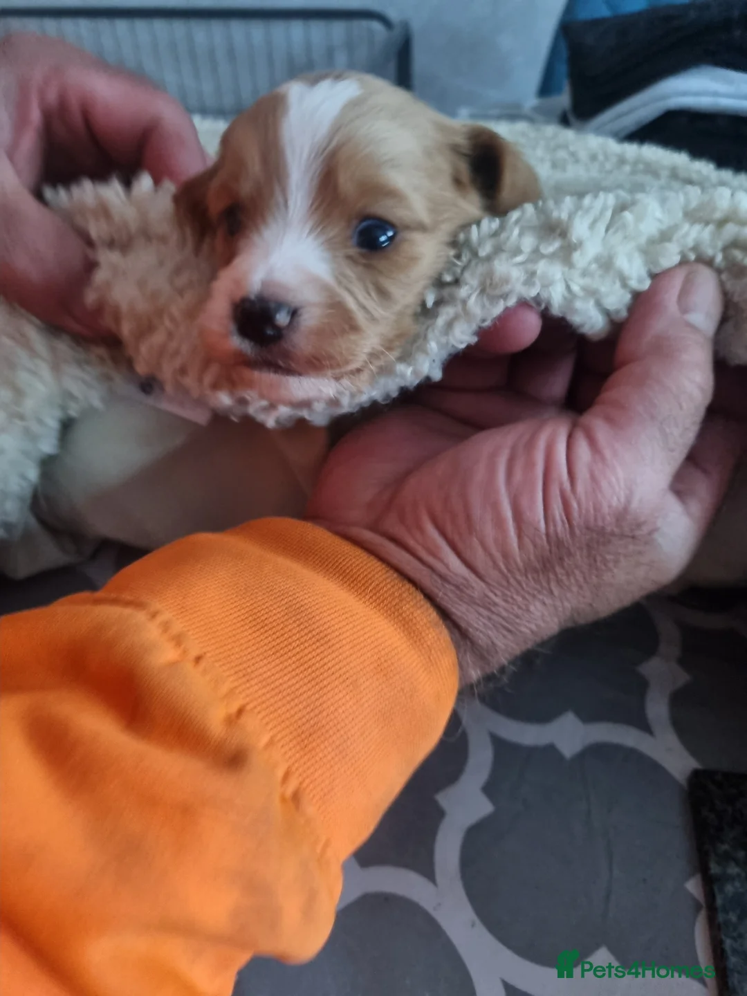 Cockapoo dogs for sale: Beautiful family cockerpoo puppies 2 girls left - Advert 2