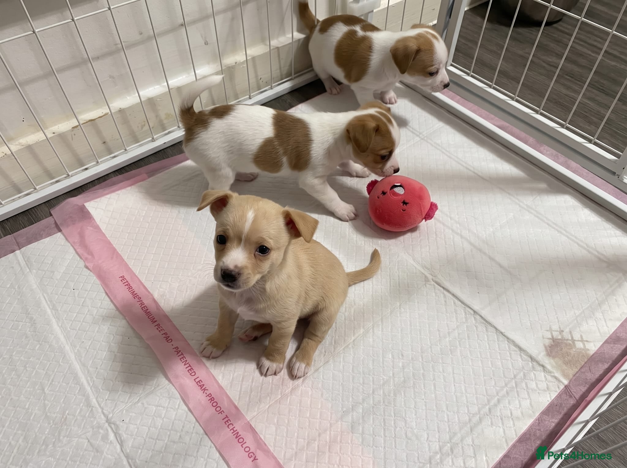 Jack Chi dogs 3 beautifully puppies for sale - Advert 2