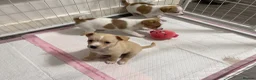 Jack Chi dogs for sale: 3 beautifully puppies for sale in London - Advert 7
