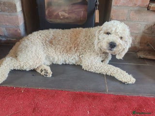 Labradoodle dogs Beautiful labradoodle for stud - Advert 15