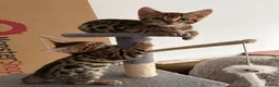 Bengal cats for sale: Bengal kittens - Advert 5