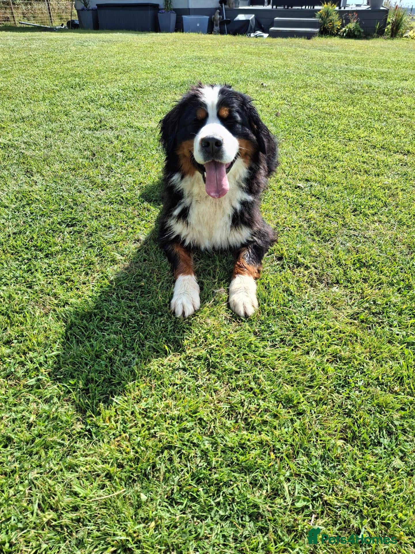 Bernese Mountain Dog dogs Bernese Mountain girl - Advert 3