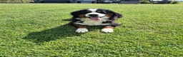 Bernese Mountain Dog dogs for sale: Bernese Mountain girl - Advert 1