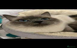 Ragdoll cats for sale: Ragdoll BSH cross kitten  - Image 7