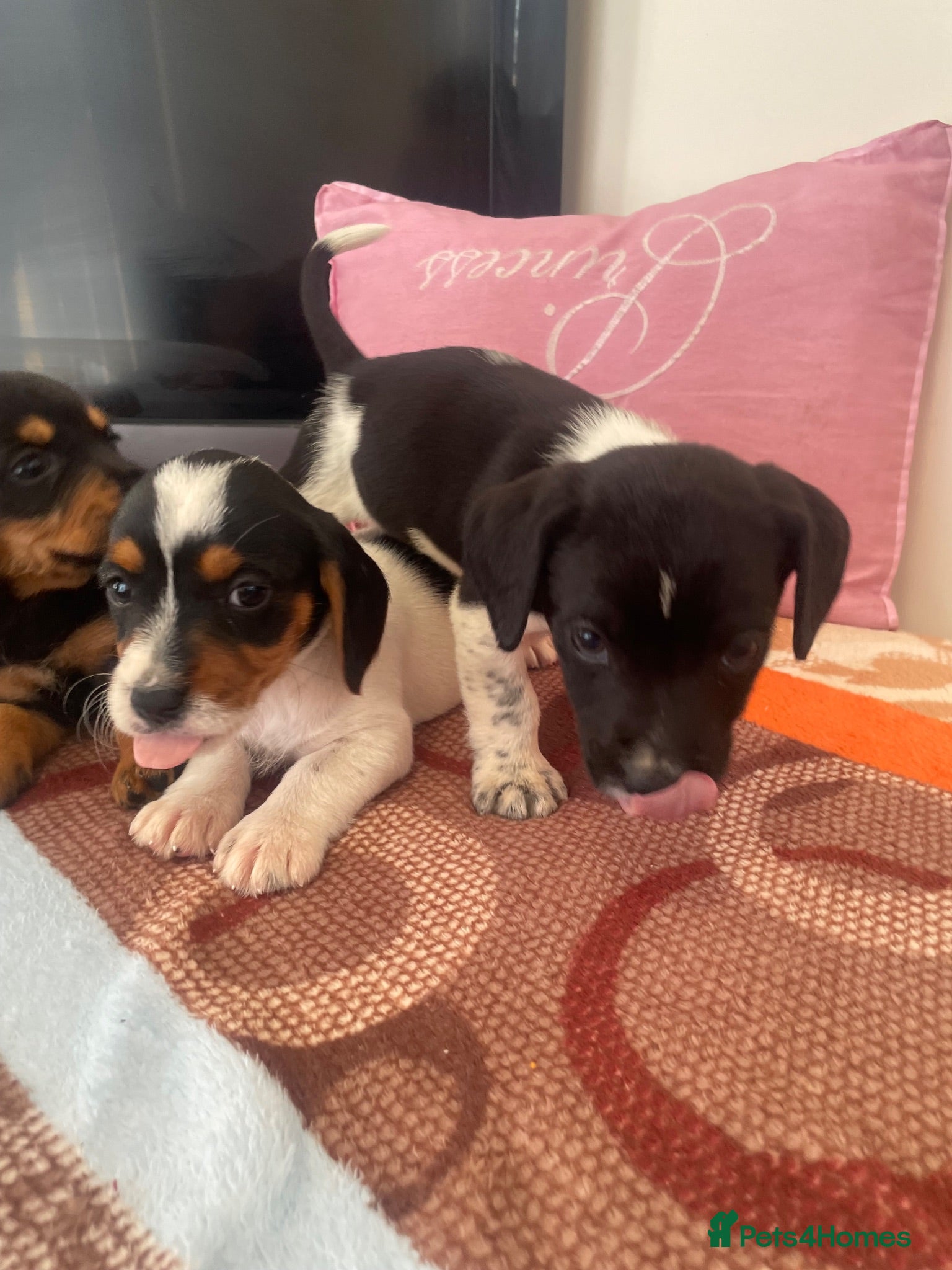 Mixed Breed dogs Cocker spaniel x Jack Russell - Advert 4