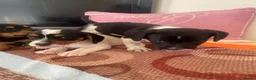 Mixed Breed dogs for sale: Cocker spaniel x Jack Russell in Doncaster - Advert 1