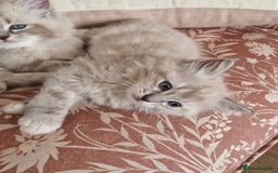Ragdoll cats for sale: Mink ragdoll babies  - Image 4