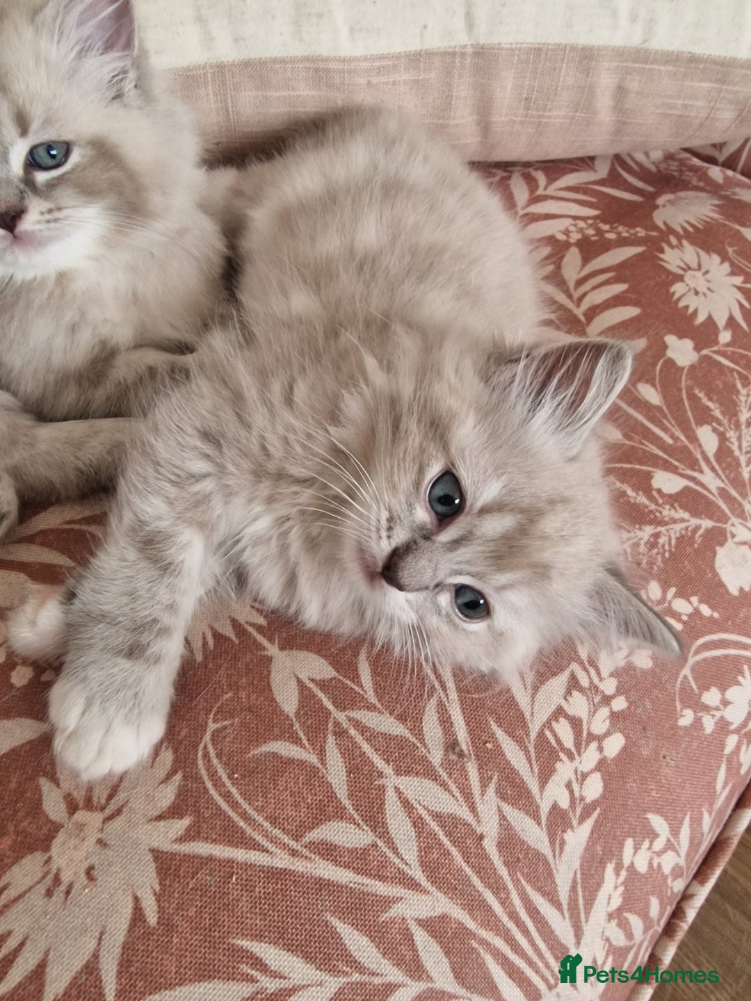 Ragdoll cats for sale: Mink ragdoll babies  - Image 4