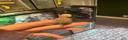 Gecko reptiles for sale: Mix gargle gecko babies  in Wigan - Advert 3