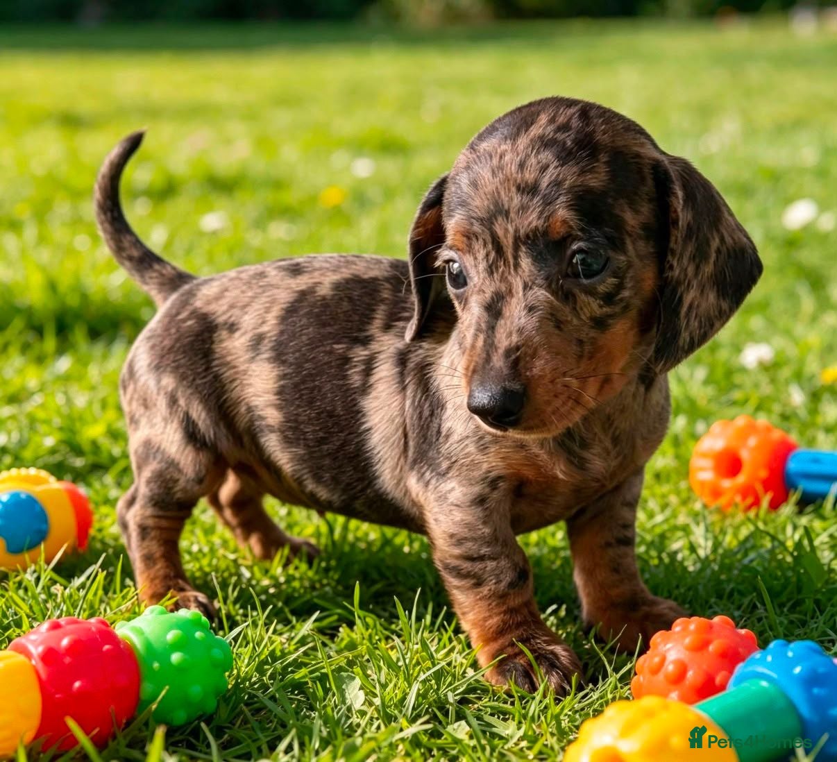 Miniature Dachshund dogs 🐾 Gorgeous Miniature Dachshund Puppies 🐾 - Advert 1
