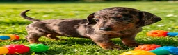 Miniature Dachshund dogs for sale: 🐾 Gorgeous Miniature Dachshund Puppies 🐾 - Advert 15