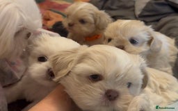 Shih Tzu dogs for sale: Lavender White Imperial Shih Tzu Puppies - Image 35