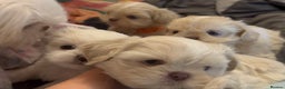 Shih Tzu dogs for sale: Lavender White Imperial Shih Tzu Puppies - Advert 5
