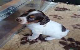 Cocker Spaniel dogs for sale: Working cocker spaniel pups  - Image 2