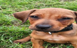 Rhodesian Ridgeback dogs for sale: FULLY rhodesian ridgebacks - Image 2