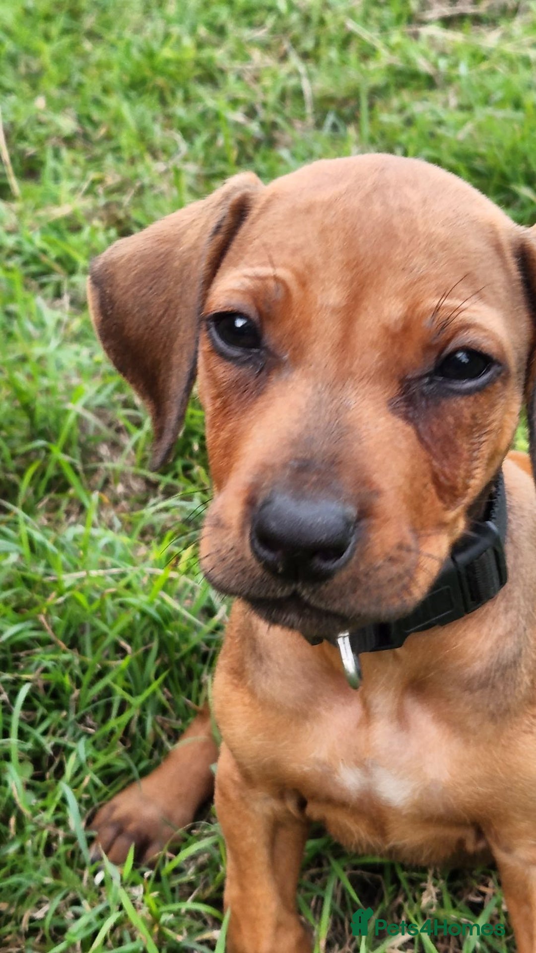 Rhodesian Ridgeback dogs for sale: FULLY rhodesian ridgebacks - Image 2