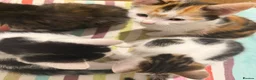 Mixed Breed cats for sale: Adorable Kittens Available to a Loving Home - Advert 21