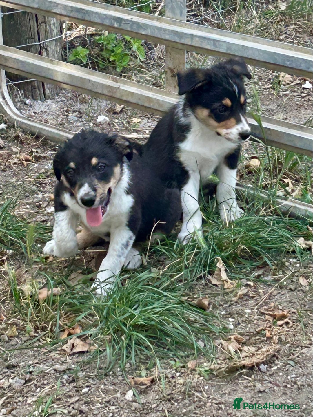 Border Collie dogs for sale: Border collie puppies  - Image 2