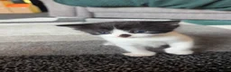 Mixed Breed cats for sale: Litter of 3 beautiful kittens  - Advert 5