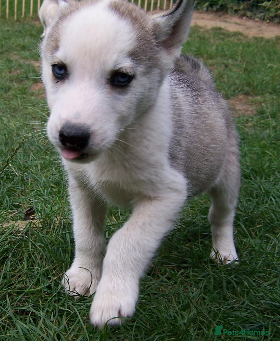 Siberian Husky dogs for sale: Siberian Husky puppies for sale ready now - Image 18