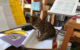 Bengal cats for sale: Pair of Bengal kittens for sale - Image 7