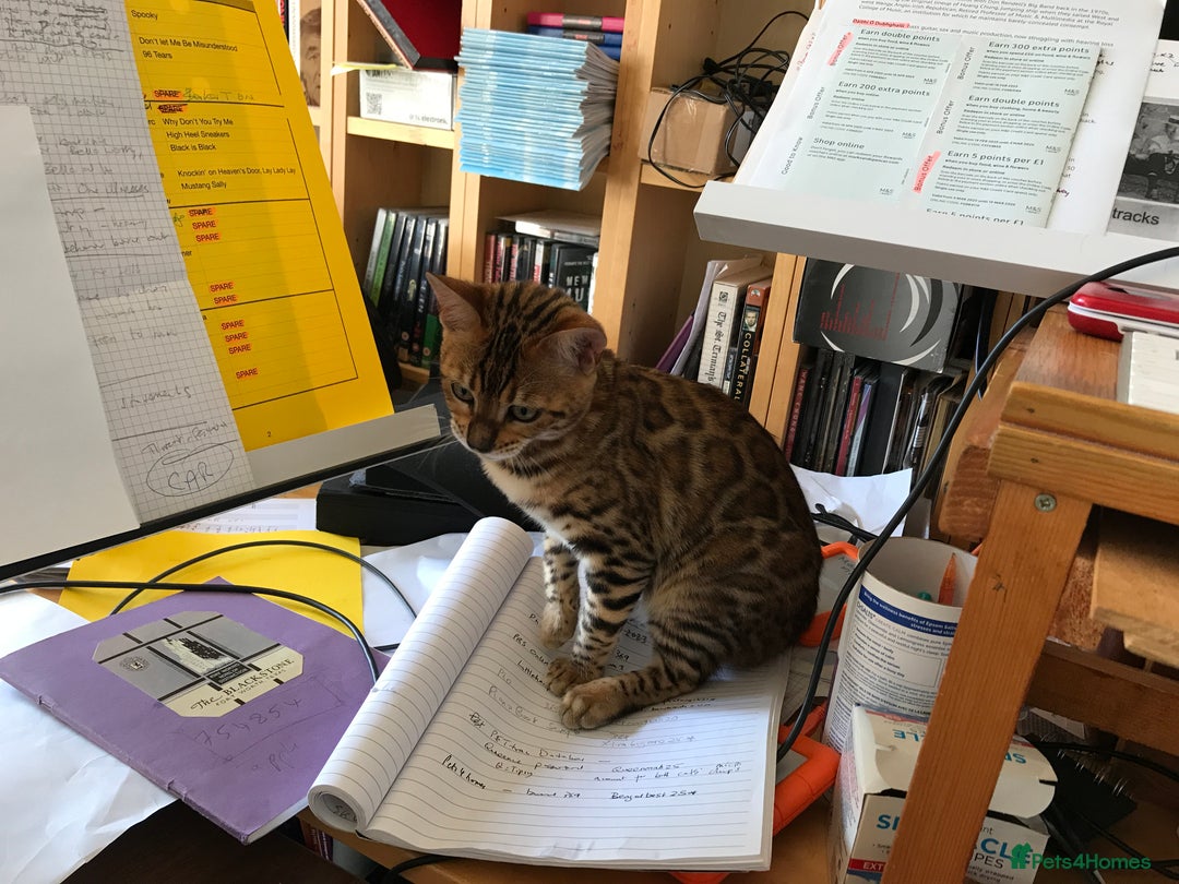 Bengal cats for sale: Pair of Bengal kittens for sale - Image 7