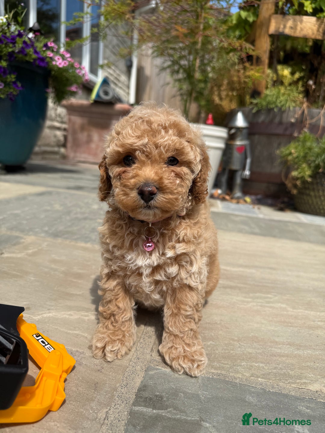 Cavapoo dogs for sale: Extensively Health Tested Apricot Cavapoo pups - Image 20