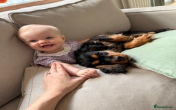 Cavalier King Charles Spaniel dogs for sale: Cavalier King Charles Spaniel Puppy - Image 6